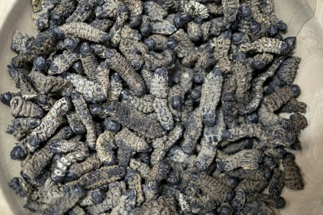 Un bol de chenilles mopanes séchées présenté lors d'un salon de l'alimentation dans le quartier d'affaires de Sandton, à Johannesburg, le 27 juin 2022