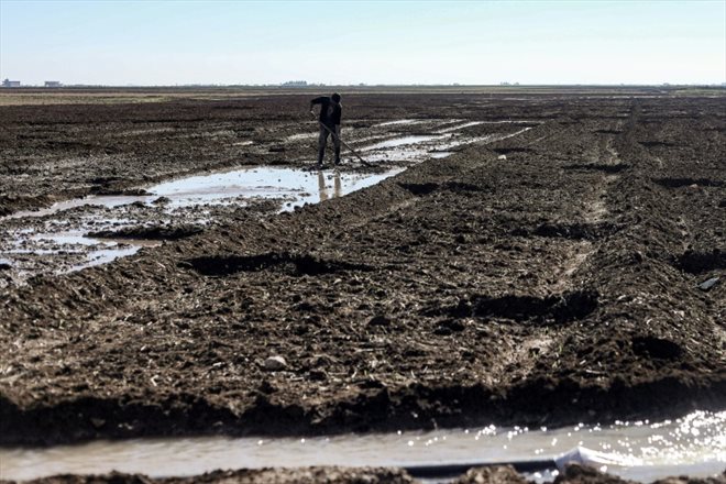 Un homme travaille sur des terres agricoles irriguées par les eaux souterraines de puits, à la périphérie de Qamishli, le 14 décembre 2023 dans le nord-est de la Syrie