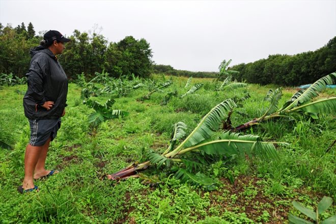Cynthia Dalleau inspecte ses cultures endommagées par le passage du cyclone Belal à Sainte-Anne, le 16 janvier 2024 à La Réunion