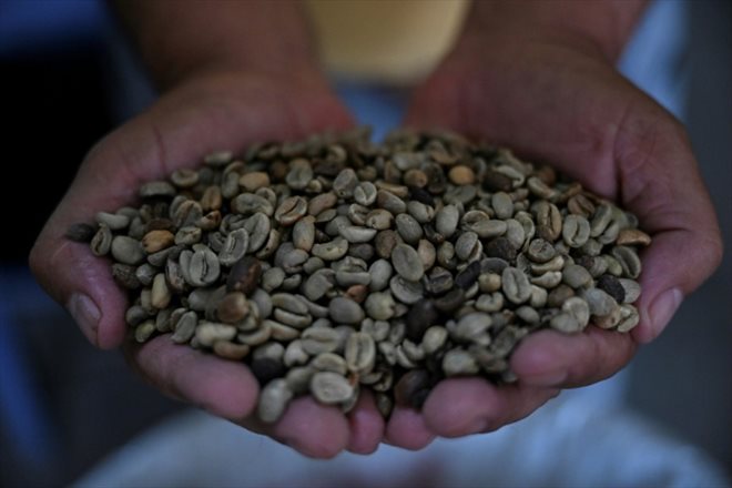 Des grains de café, le 1er juillet 2024 à Biscucuy, dans l'ouest du Venezuela