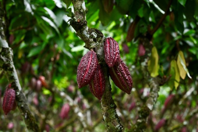 Cabosses de cacao sur un cacaoyer à Buena Fe dans la province de Los Rios dans l'ouest de l'Equateur le 12 juin 2024