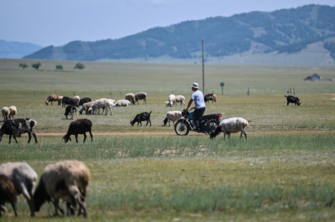 Le mongol Khurtsbaatar Enkhbilig, éditeur reconverti éleveur, à Khutag-Undur dans la province de Bulgan (nord de la Mongolie), le 3 juillet 2024