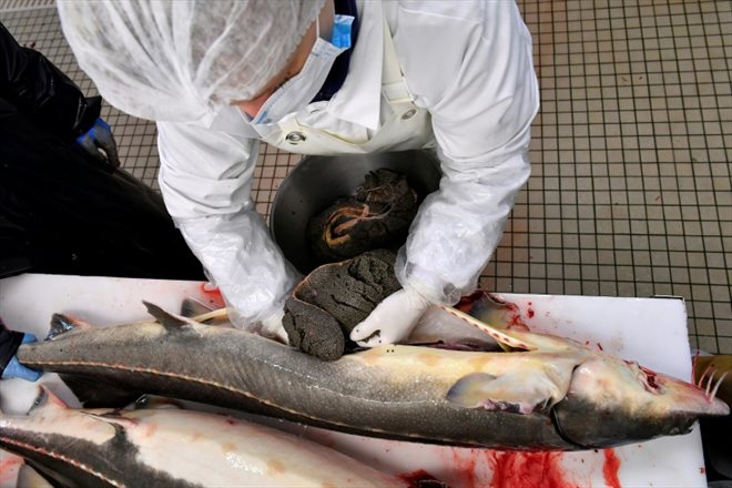 Retrait des oeufs de l'esturgeon qui vont etre préparés pour devenir du caviar dans la ferme d'aquaculture de Sturia près de Bordeaux, le 7 décembre 2022