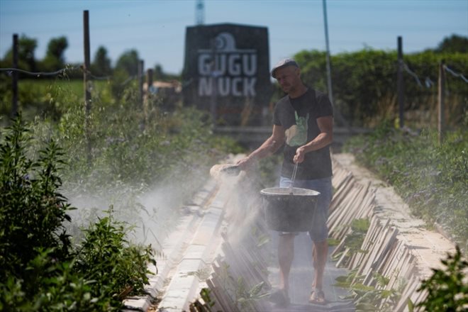 Le fermier Andreas Gugumuck nourrit ses escargots dans son exploitation Wiener Schnecken, le 18 juin 2022 à Vienne, en Autriche