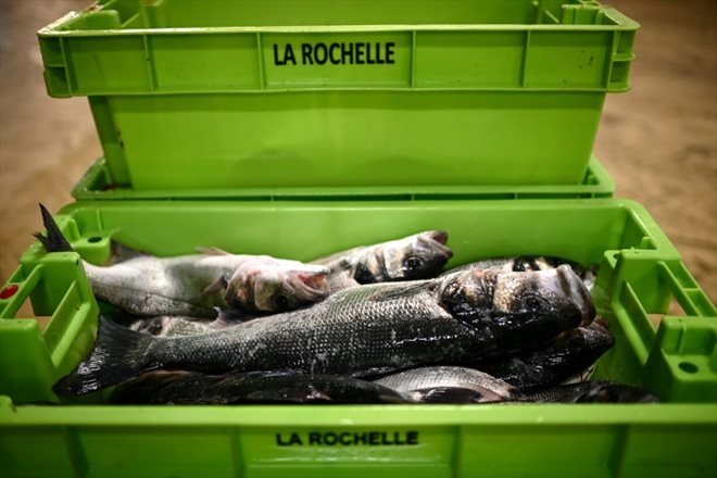 Cette photographie prise le 18 janvier 2024 montre du bar dans un conteneur au port de pêche de Chef de Baie à La Rochelle