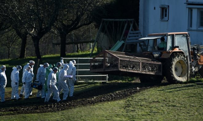 Des canards abattus en raison de la grippe aviaire, le 27 janvier 2022 à Lohitzun-Oyhercq, dans les Pyrénées-Atlantiques