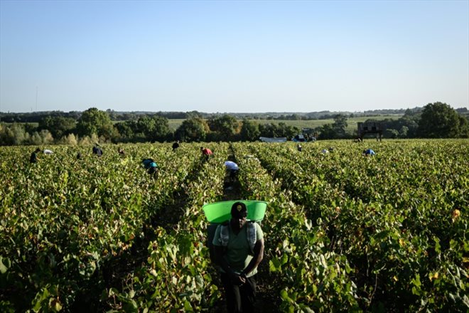 Vendanges à Château-Thébaud, le 13 septembre 2023 en Loire-Atlantiqu