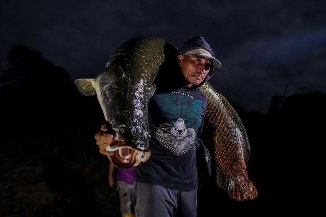 Un pêcheur porte un Pirarucu (Arapaïma gigas) dans la réserve de développement durable de Mamiraua à Fonte Boa, dans l'État d'Amazonas, au Brésil, le 4 novembre 2022