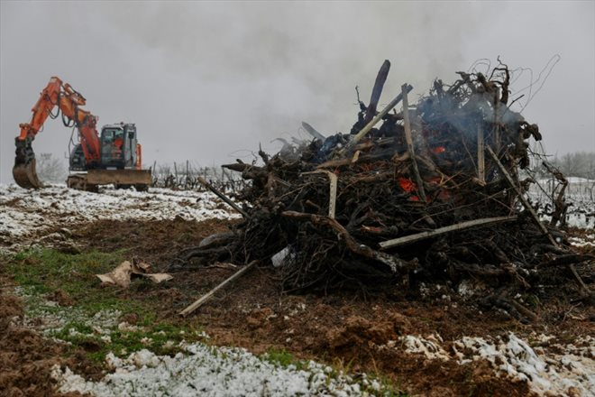 Arrachage de pieds de vigne à Haux au sud-est de Bordeaux, le 18 janvier 2023