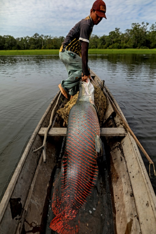 Un pêcheur avec un pirarucu (Arapaïma gigas) dans la réserve de développement durable (RDS) de Mamiraua à Fonte Boa, dans l'État d'Amazonas, au Brésil, le 5 novembre 2022