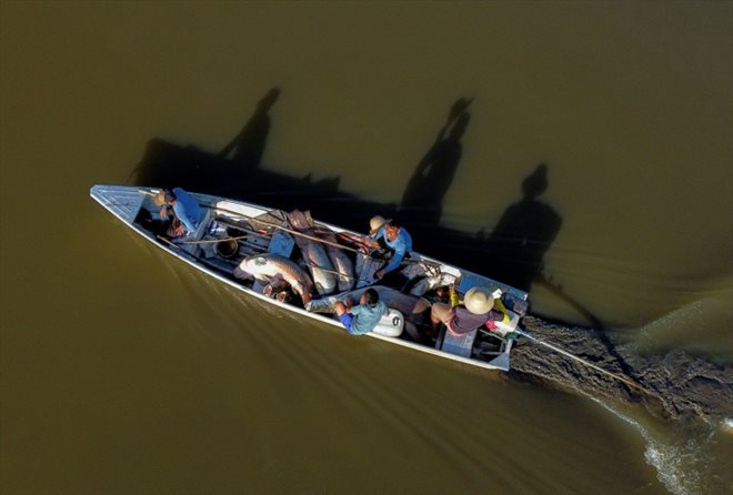 Des pêcheurs transportent des Pirarucu (Arapaïma gigas) sur un bateau dans la réserve de développement durable (RDS) de Mamiraua à Fonte Boa, dans l'État d'Amazonas, au Brésil, le 5 novembre 2022