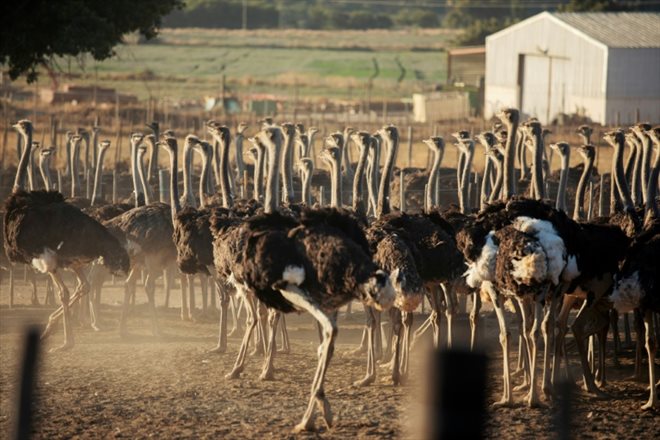 Des autruches dans un enclos de l'une des fermes de l’éleveur Saag Jonker, le 13 février 2024 à Oudtshoorn, en Afrique du Sud