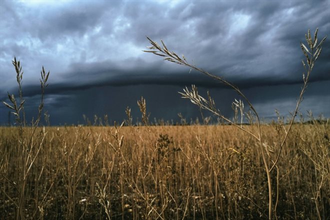 Un champ de graines moutarde à Bellefond, département de la Côte-d'Or, le 7 septembre 2022