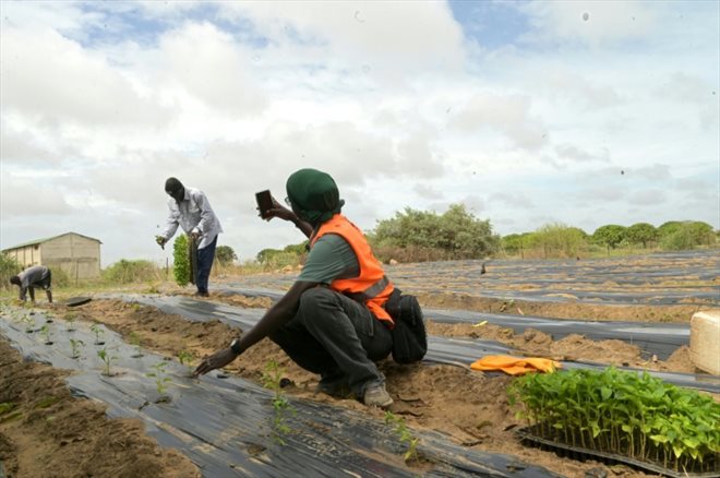 Nogoye Sene, directrice d'Ebeno Agrobusiness, prépare du contenu pour les réseaux sociaux dans un champ à Sinthiou Dara dans la commune de Keur Moussa au Sénégal, le 25 juillet 2024