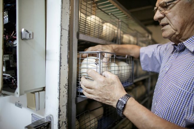 L’éleveur Saag Jonker inspecte des oeufs d'autruche dans l'une de ses fermes, le 13 février 2024 à Oudtshoorn, en Afrique du Sud