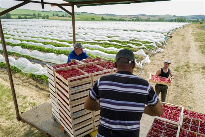 Des ouvriers agricoles mettent des fraises en cagette, le 20 mai 2022 à Gramont (Tarn-et-Garonne)