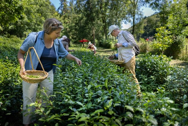 Des visiteurs cueillent des feuilles de thé dans la plantation Filleule des fées à Languidic, dans l'ouest de la France, le 9 août 2023