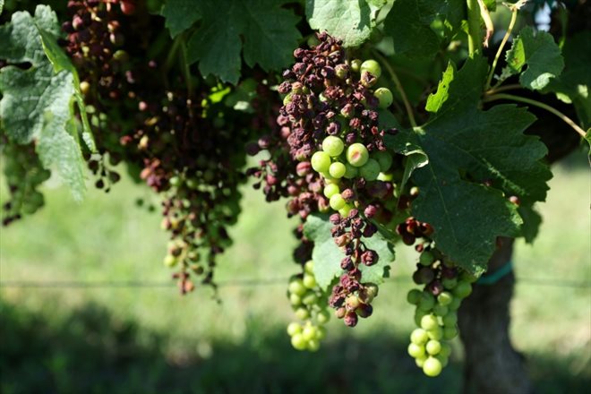 Alors que les vendanges devraient s'étaler jusqu'à fin septembre, le mildiou, parasite mi-algue mi-champignon, a frappé de plein fouet les vignobles de Nouvelle-Aquitaine avec 90% des vignes touchées à plus ou moins grande échelle