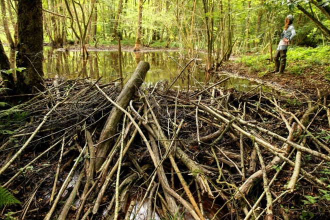 Un barrage de castor sur la Houille, un affluent de la Meuse, près d'Hargnies (Ardennes) le 1er août 2019
