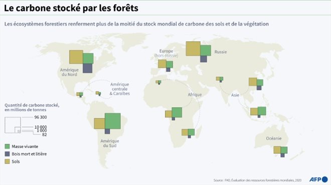 Le carbone stocké par les forêts