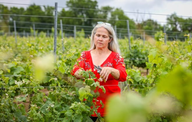 La viticultrice Esperanza Hernandez dans son exploitation de Wellingtonbridge, en Irlande, le 13 juillet 2024