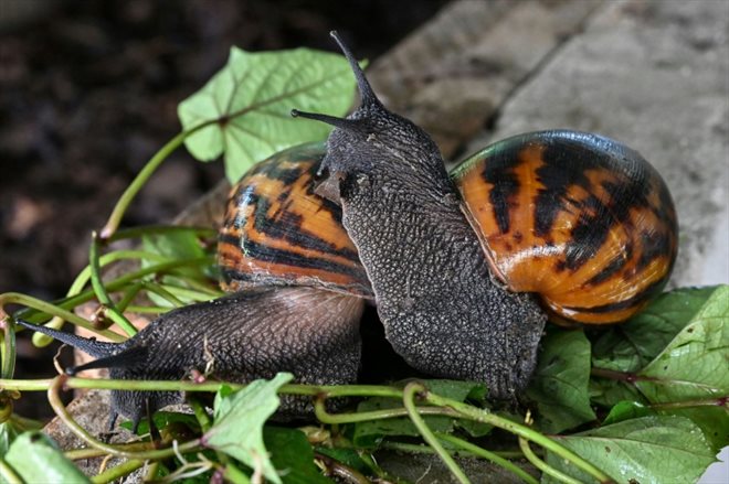 Des escargots géants dans une ferme d'élevage à Azaguié, en Côte d'Ivoire, le 23 novembre 2023