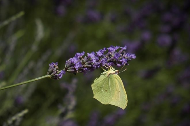 Un papillon butine une fleur de lavande à Correns dans le Vars, le 1er juillet 2018