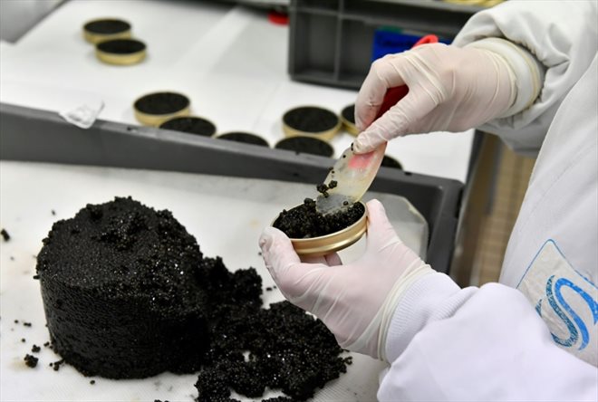 Préparation de boites de caviar dans la ferme d'aquaculture de Sturia, le 7 décembre 2022, près de Bordeaux