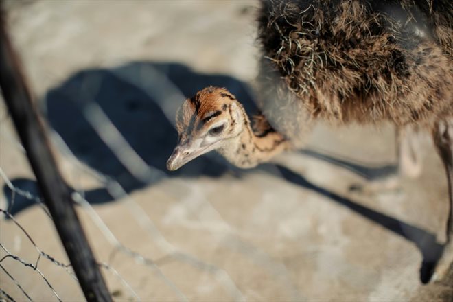 Une jeune autruche dans un enclos de l'une des fermes de l’éleveur Saag Jonker, le 13 février 2024 à Oudtshoorn, en Afrique du Sud
