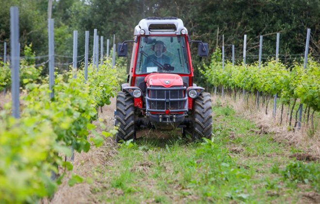 Les vignes de la maison The Old Roots, à Wellington le 13 juillet 2024, sont espacées pour permettre une meilleure exposition au soleil