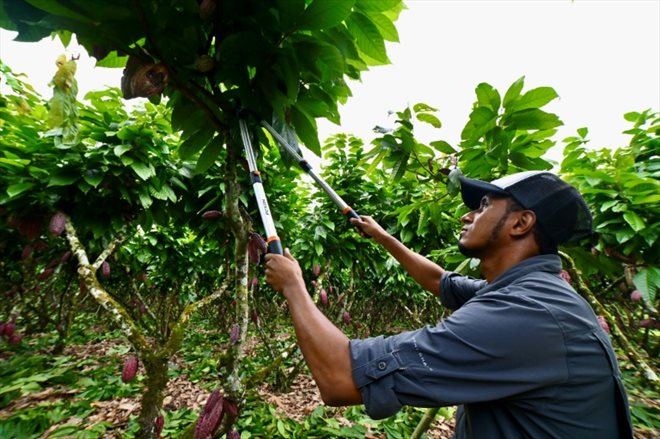 Un technicien agricole taille un cacaoyer à Buena Fe, dans la province de Los Rios, dans l'ouest de l'Equateur le 12 juin 2024