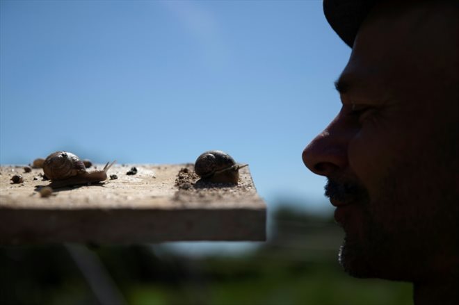 Le fermier Andreas Gugumuck observe les escargots de son exploitation Wiener Schnecken, le 18 juin 2022 à Vienne, en Autriche