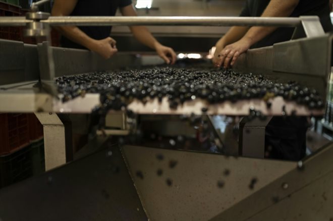 Sur la table de tri le 13 mars 2023 dans le vignoble de la bodega Bouza, à Melilla, en Uruguay 