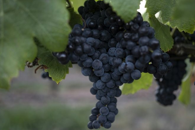 Le Tannat, aux baies bleu-noir qui contiennent plus de pépins que les autres cépages, est riche en tanins astringents, le 13 mars 2023 dans le vignoble de la bodega Bouza, à Melilla, en Uruguay