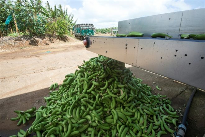 Des bananes jetées après avoir été écartées de la chaîne de production d'une usine de Capesterre-Belle-Eau, en Guadeloupe, le 10 avril 2018