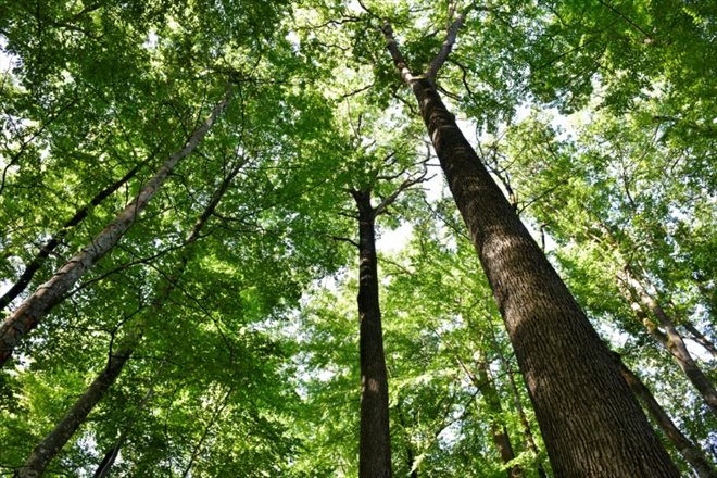 Un chêne pilier dans la forêt publique de Tronçais dans l'Allier, centre de la France, célèbre pour ses arbres tricentenaires, le 20 septembre 2022