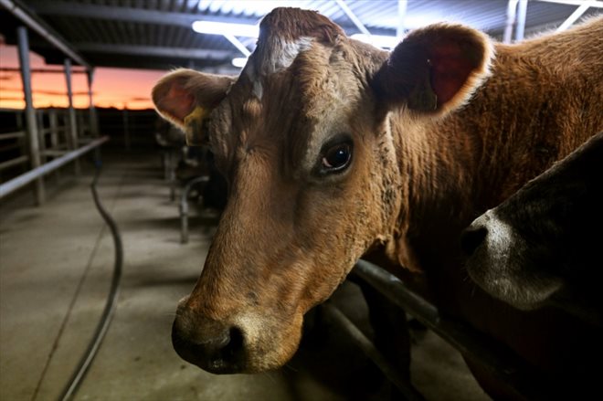 Des vaches dans une étable à Cambridge, le 10 août 2022 en Nouvelle-Zélande