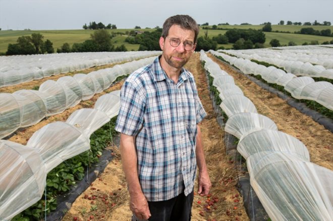 Laurent Dirat, producteur de fraises,  pose dans son exploitation, le 20 mai 2022 à Gramont (Tarn-et-Garonne)