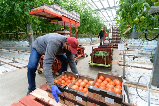 Récolte de tomates sous les serres des Jardins de Sévigné, le 31 mars 2022 à Cesson-Sévigné, en Ille-et-Vilaine