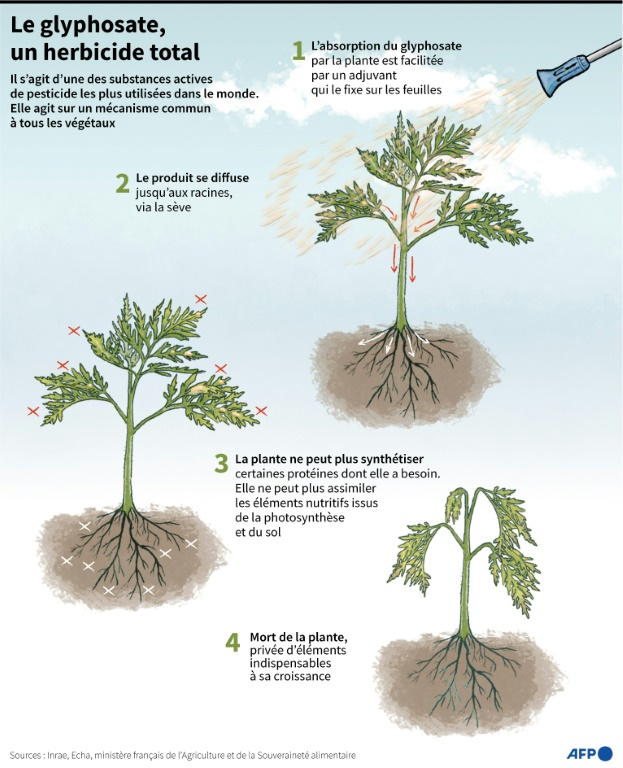 Le glyphosate, un herbicide total
