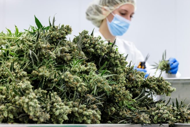 Le site de production de cannabis de la start-up Demecan, à Ebersbach près de Dresde, le 28 novembre 2022