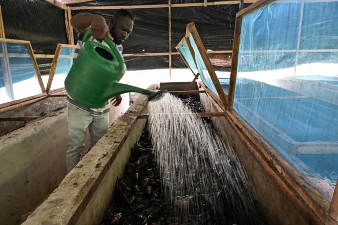 Un employé arrose des bacs d'escargots dans une ferme d'élevage à Azaguié, en Côte d'Ivoire, le 23 novembre 2023